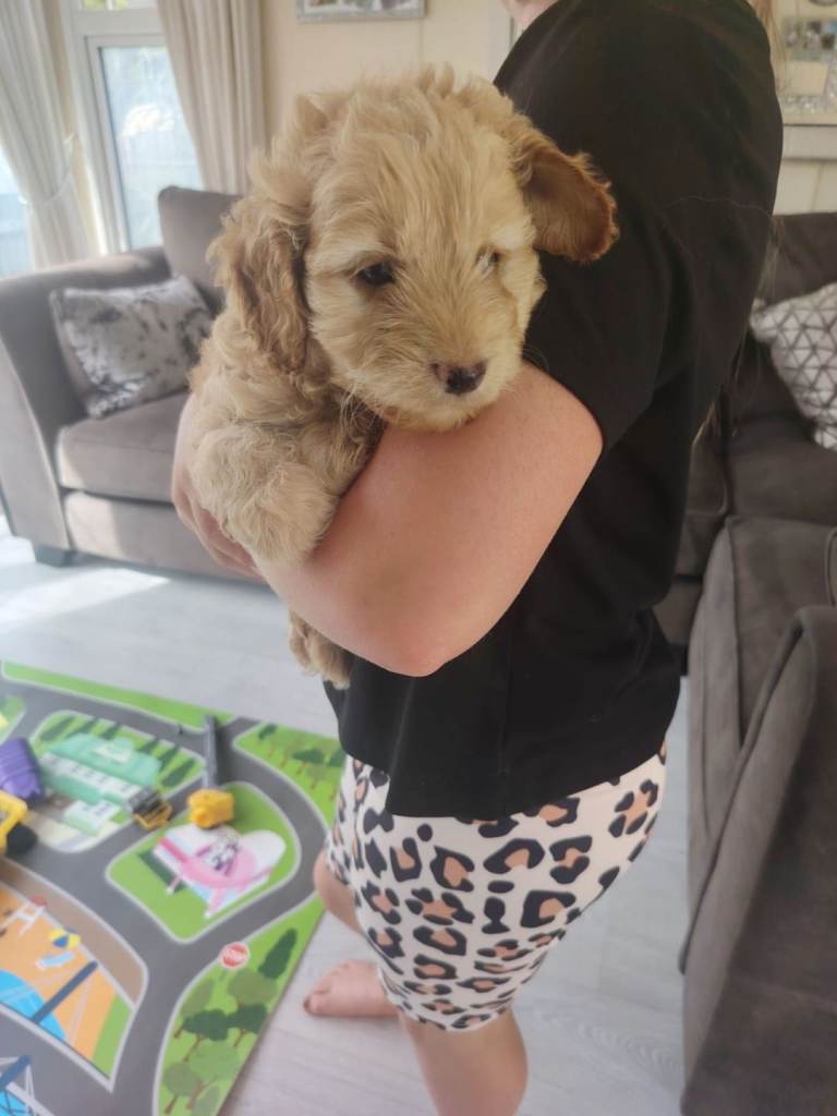 Cavapoo puppies