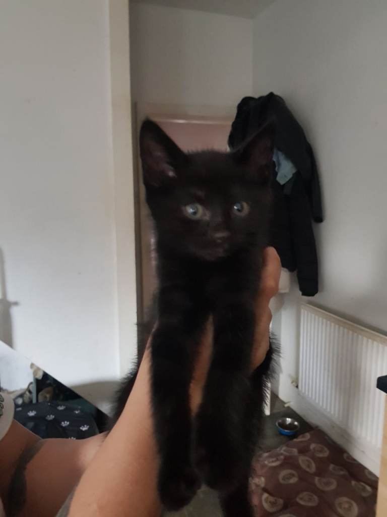 2 Male kittens for sale 