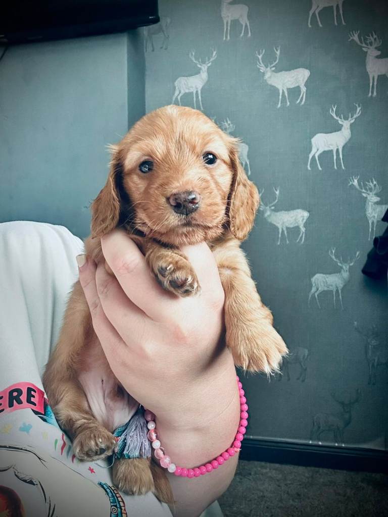 CREAM AND RED DACHSHUND PUPPIES