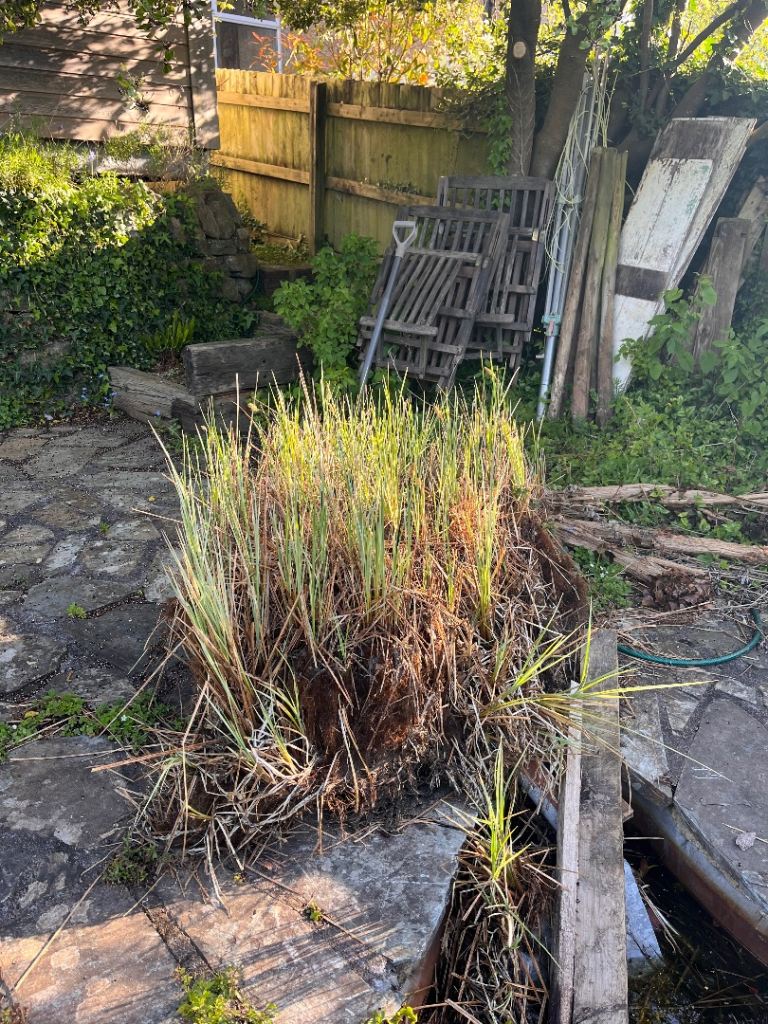 Free pond plants/ grasses 