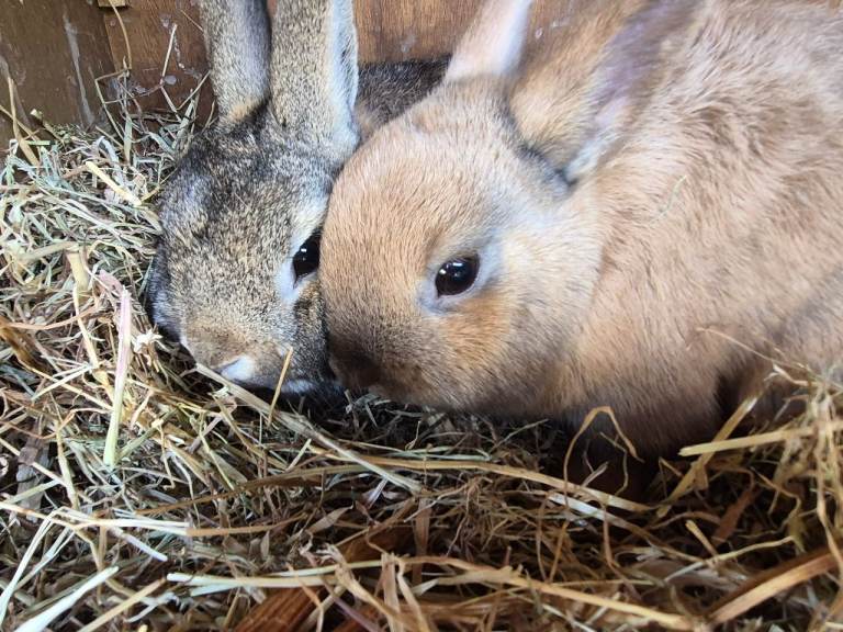 2 male neutered bonded brother rabbits with outside hutch and cover