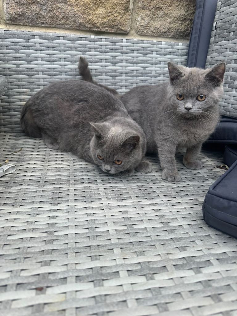 British short hair kitten - Lilac