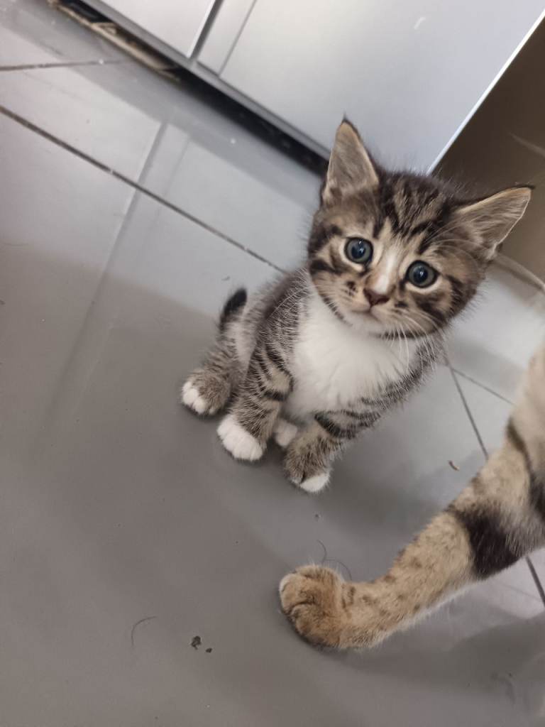 Kittens 