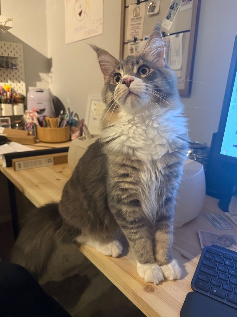 Stunning male Maincoon active TICA