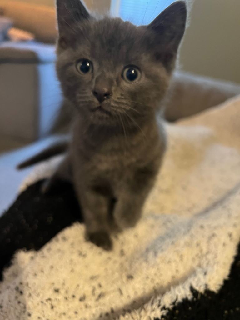 Cat and her kitten for sale