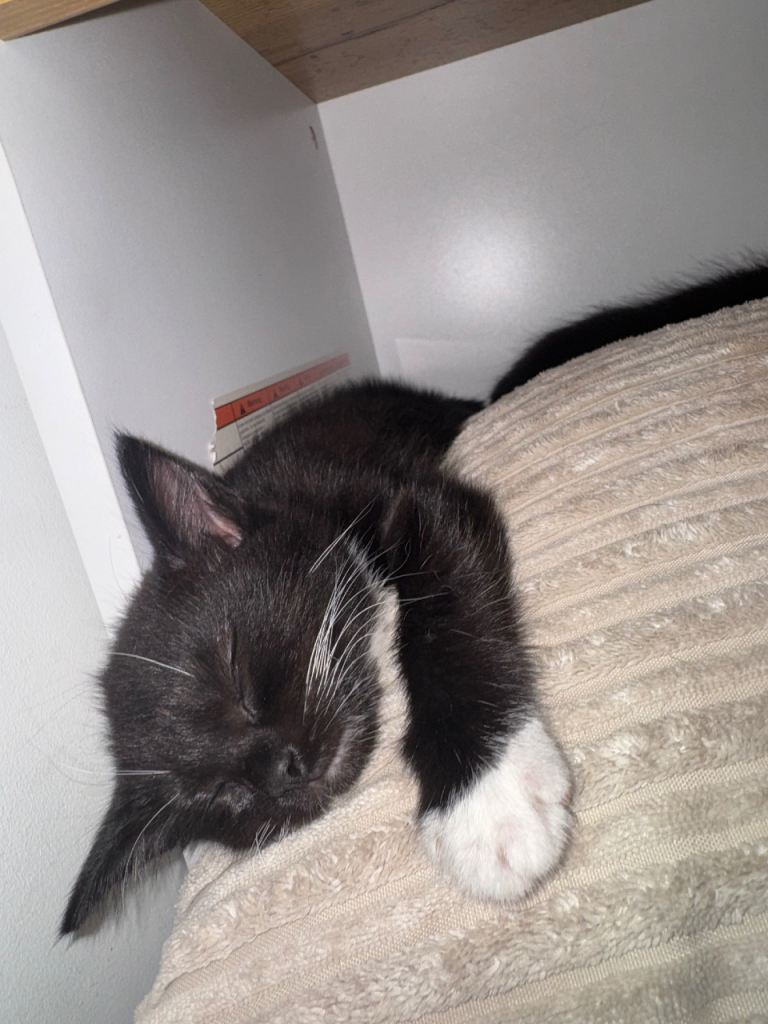 2 Beautiful Fluffy Kittens – Ready Now 🐱❤️