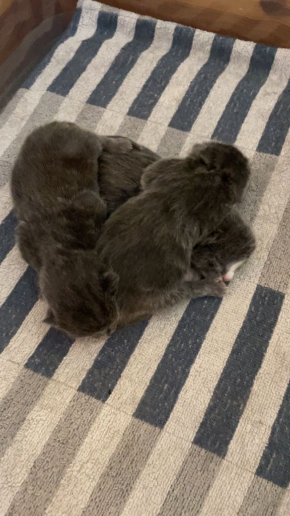 3 Kittens ( 1 female sold )