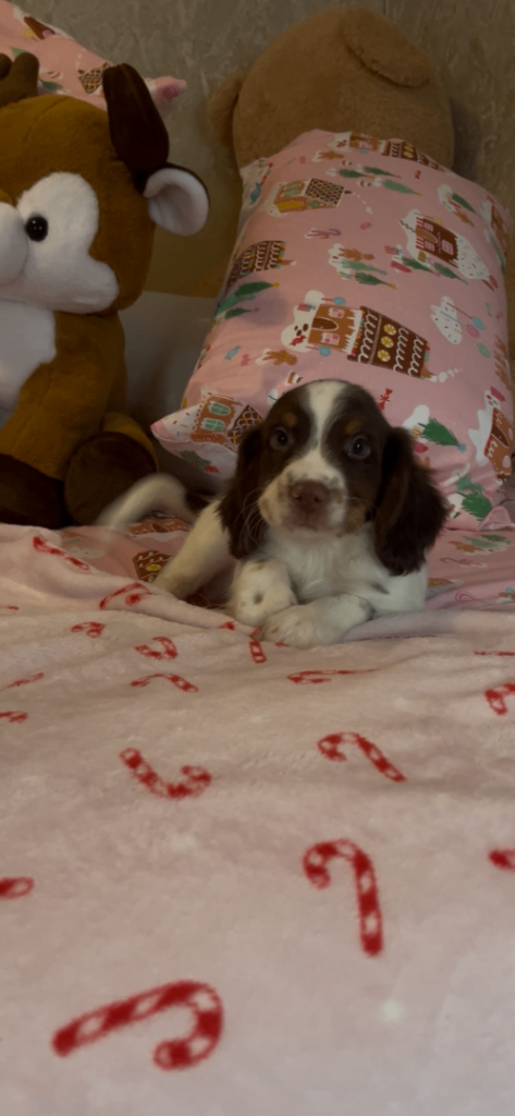 Cocker spaniel puppies