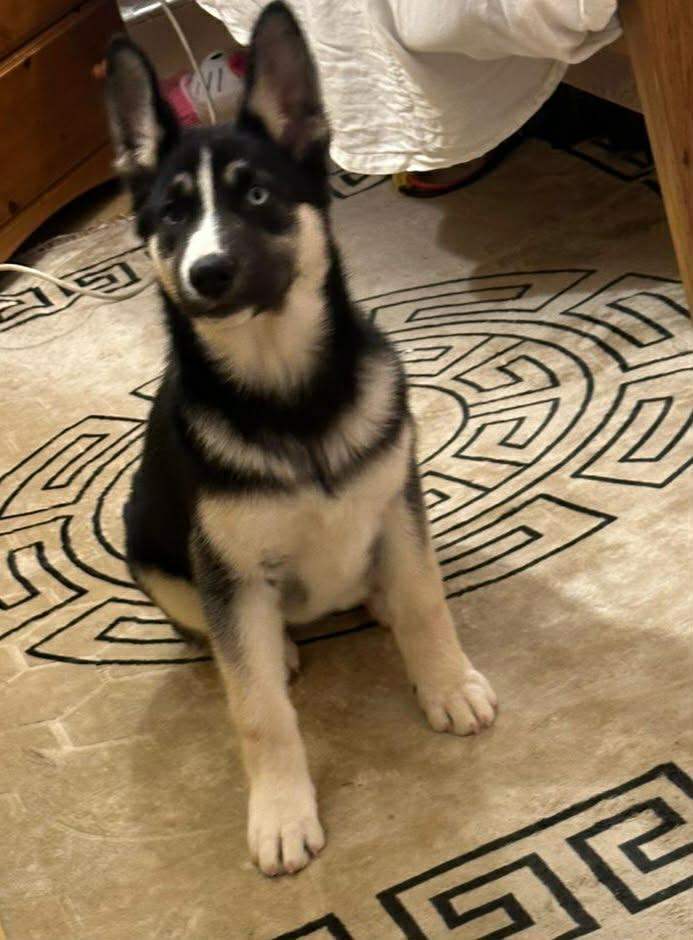 Husky-German Shepherd Mix 