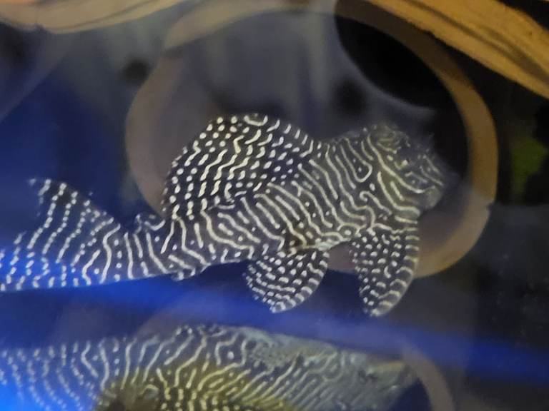 Updated - New Plecos & Shrimp available