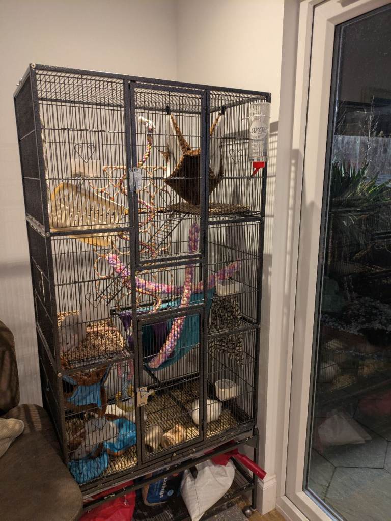 X3 pet Rats and Cage 