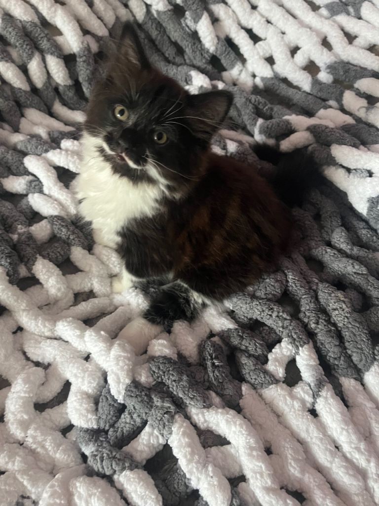 Fluffy  kitten long hair male 