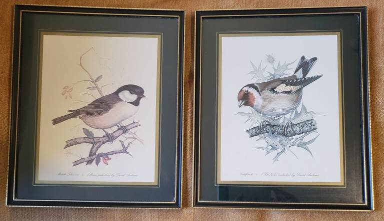Marsh Titmouse & Goldfinch Vintage Framed Prints - David Andrews  27 x 32 cm