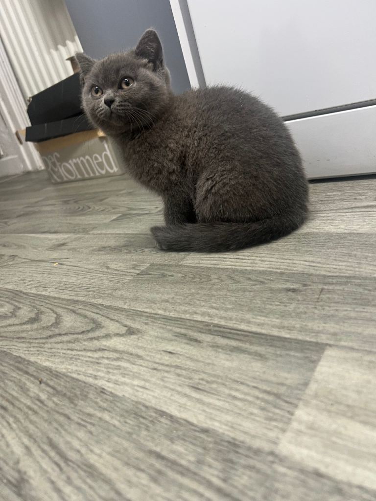  Stunning British Shorthair Female Kitten (12 Weeks)