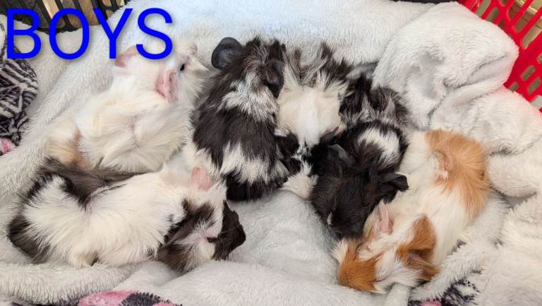 Beautiful Baby Guinea Pigs 
