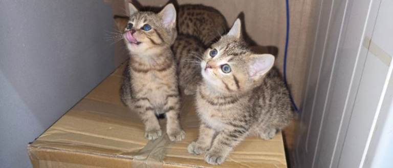kitten looking forever home 