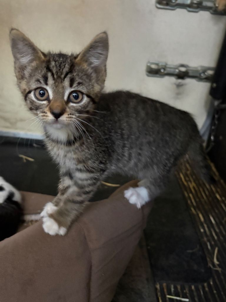 Kittens for sale