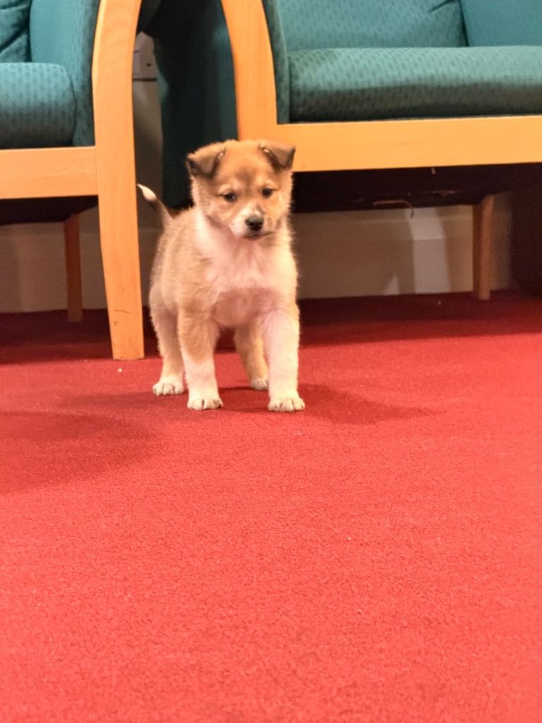 12 weeks Puppy for sale 