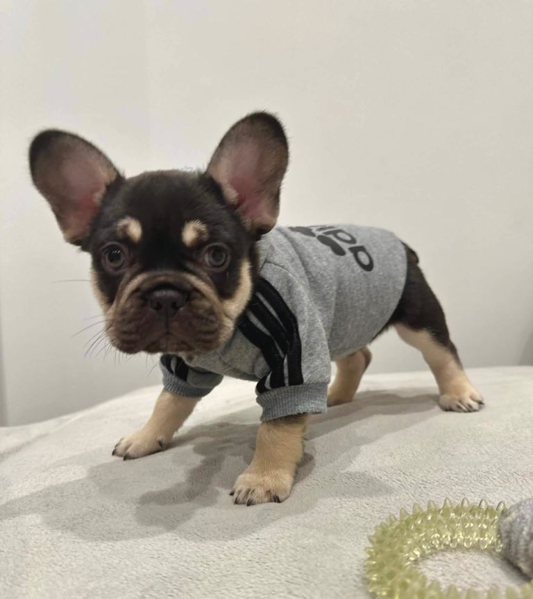 Stunning KC French Bulldog puppies