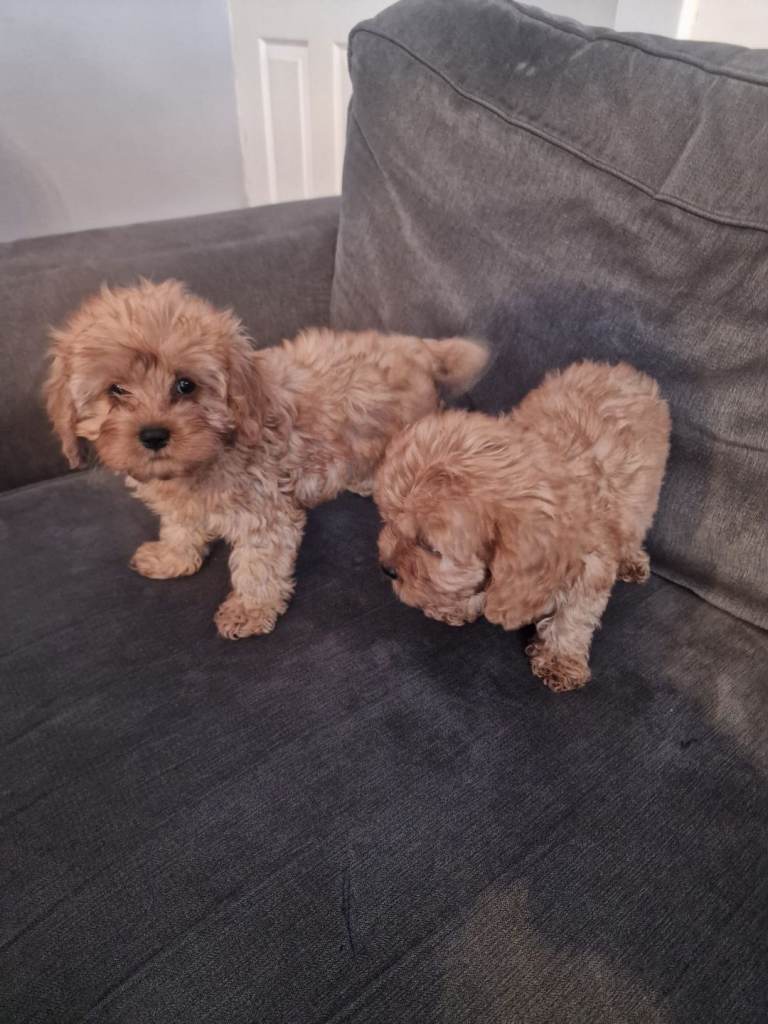Cavapoo Deep Red Puppies 