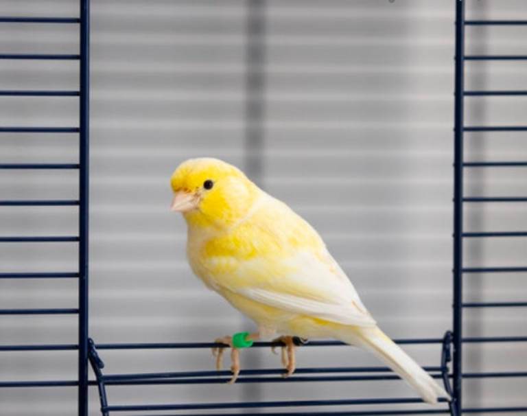 Quality Young Canaries for Sale