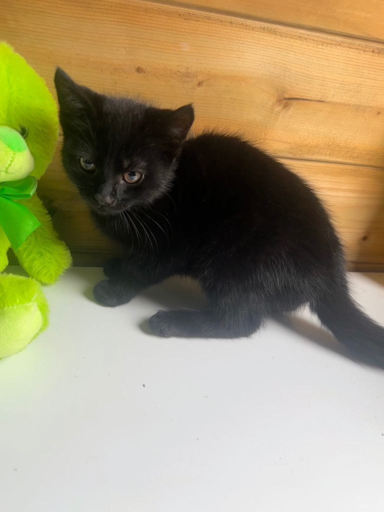 Cat for sale 