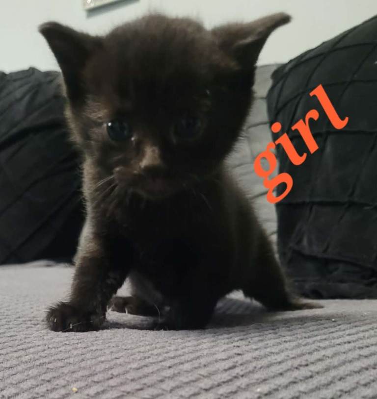 Beautiful Kittens all black