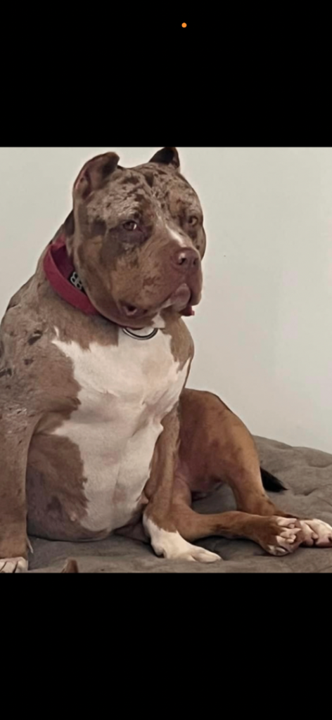 Stunning Merle girl for sale 