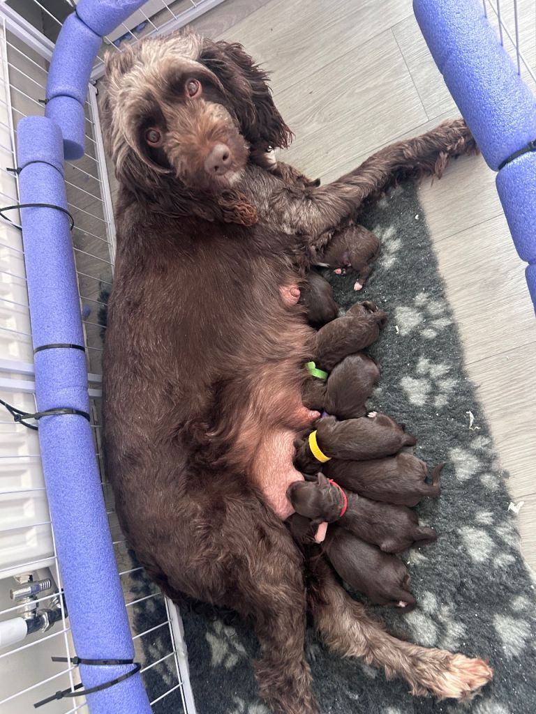 Sproodle f1b chocolate puppies 
