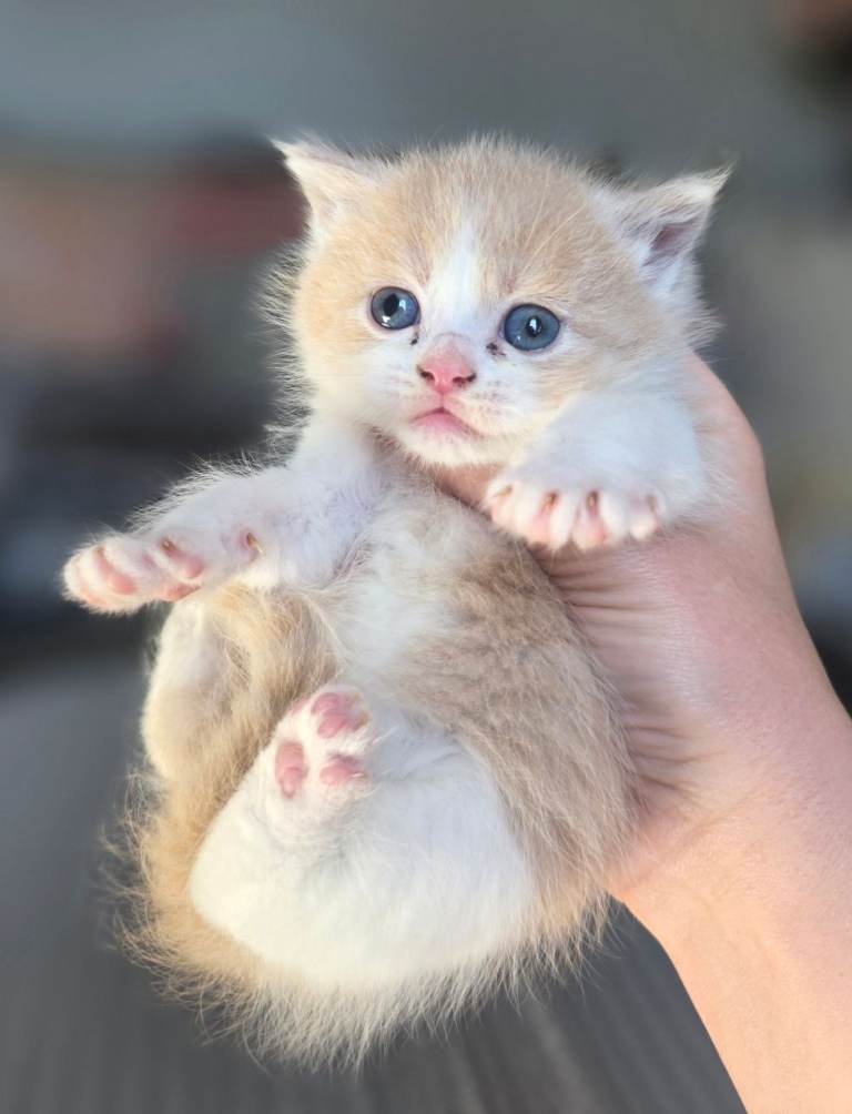 BEAUTIFUL British shorthair cross kittens
