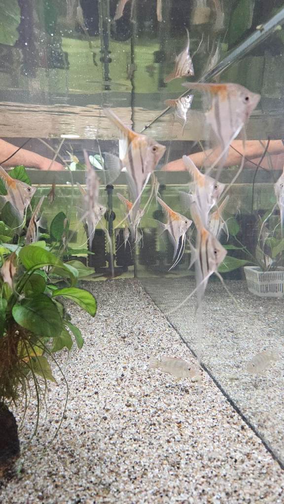 Red back manacapuru,Red head Geophagus 