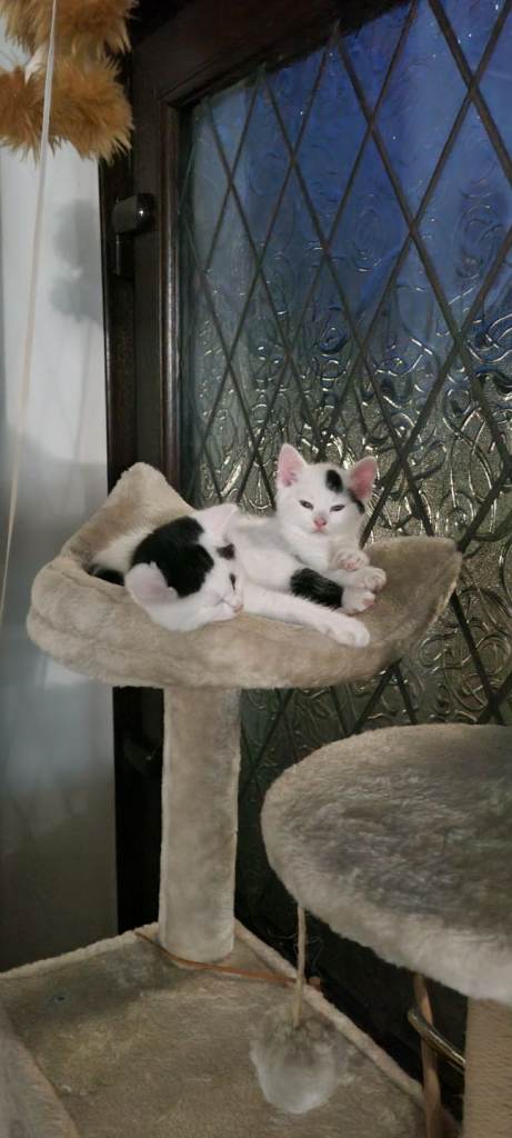 Kittens 
