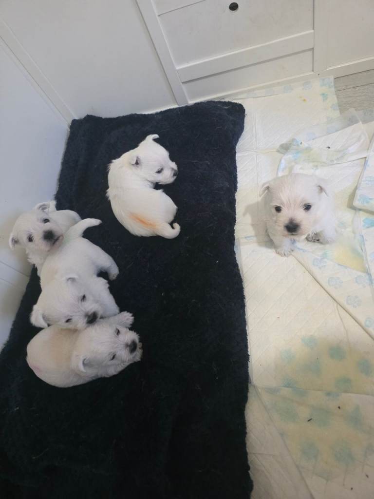Cute west highland terrier puppies 