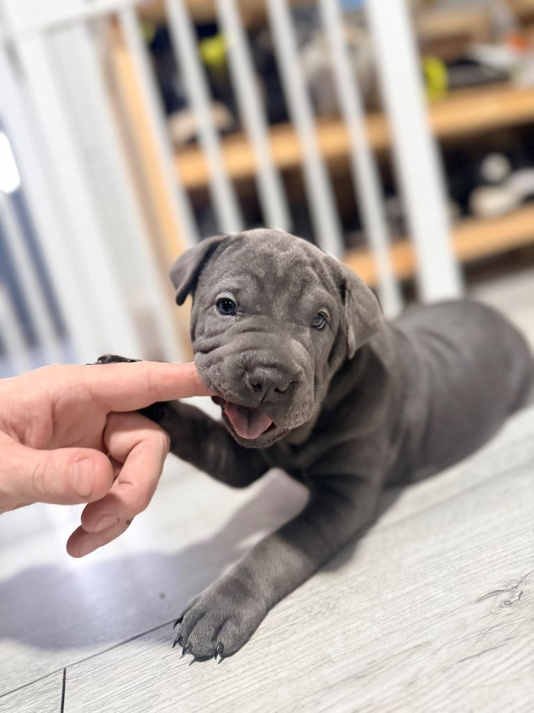 Beautiful Shar Pei puppies 