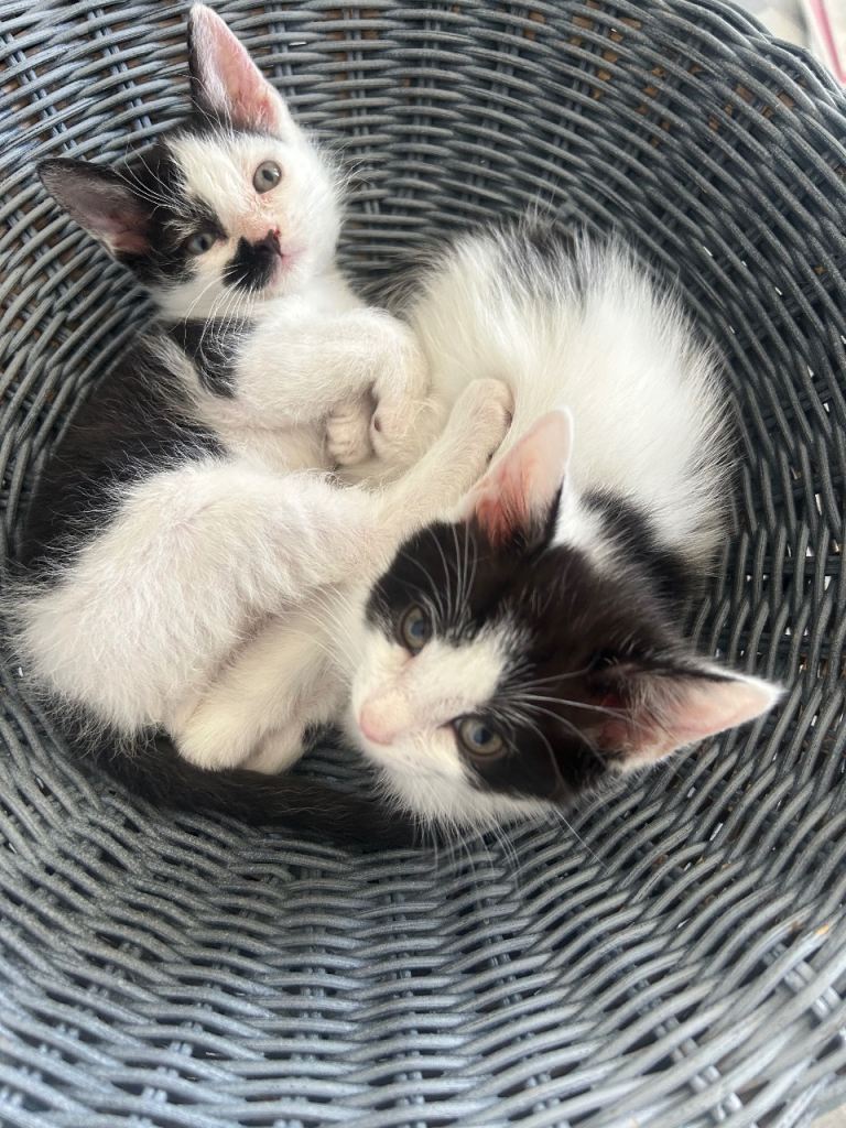 2 x black & white kittens, 9 weeks, loving, semi longhaired, ready now 