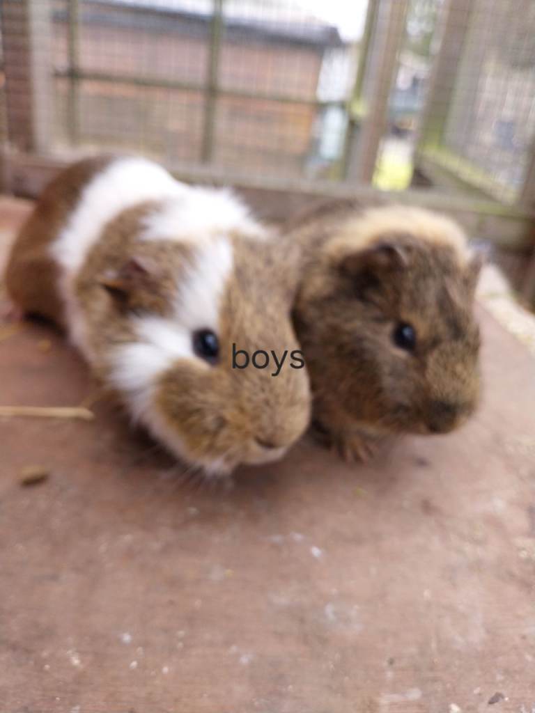 Guinea pigs for sale