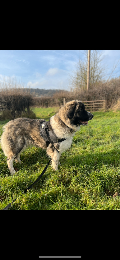 Beautiful male Caucasian Shepherd