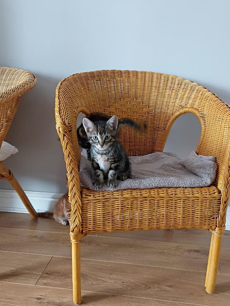 Urgent! Adorable kittens for sale