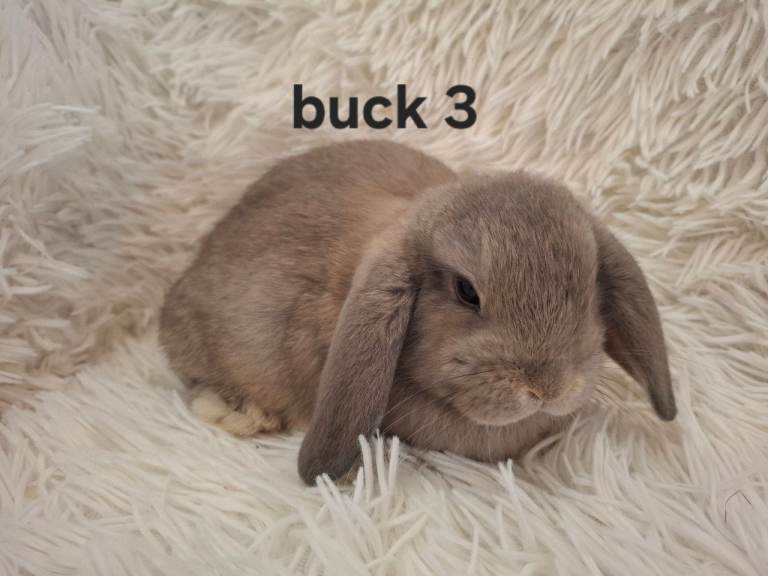 image for Mini Lop Rabbits *READY TO LEAVE* 14th December