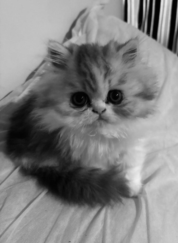 Beautiful female Persian kitten