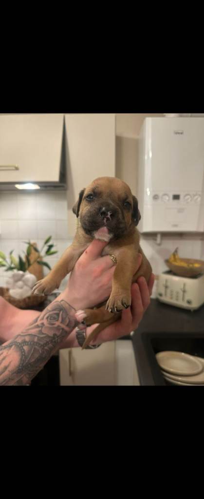 Staffy cross puppy for sale