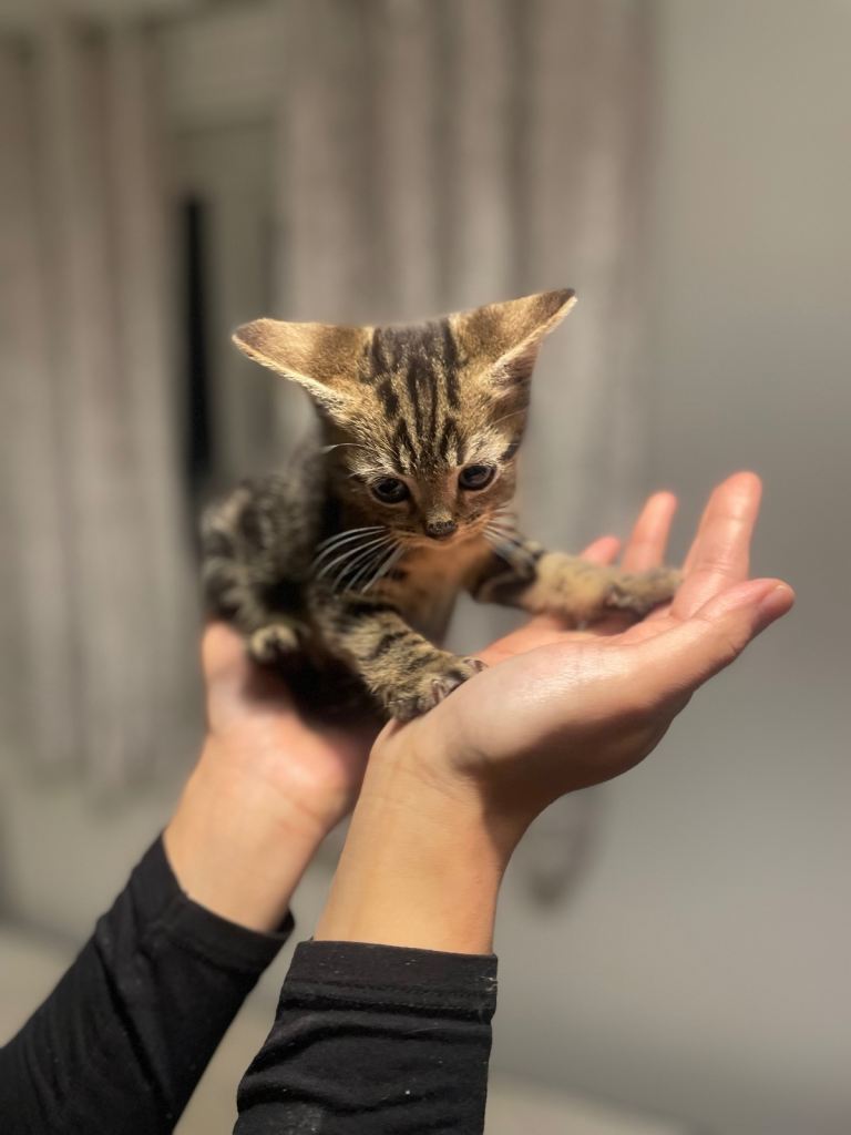 Beautiful most loving kittens for sale mixed colours 