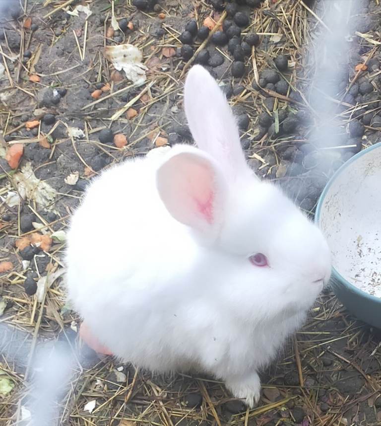 Baby New Zealand White rabbits 