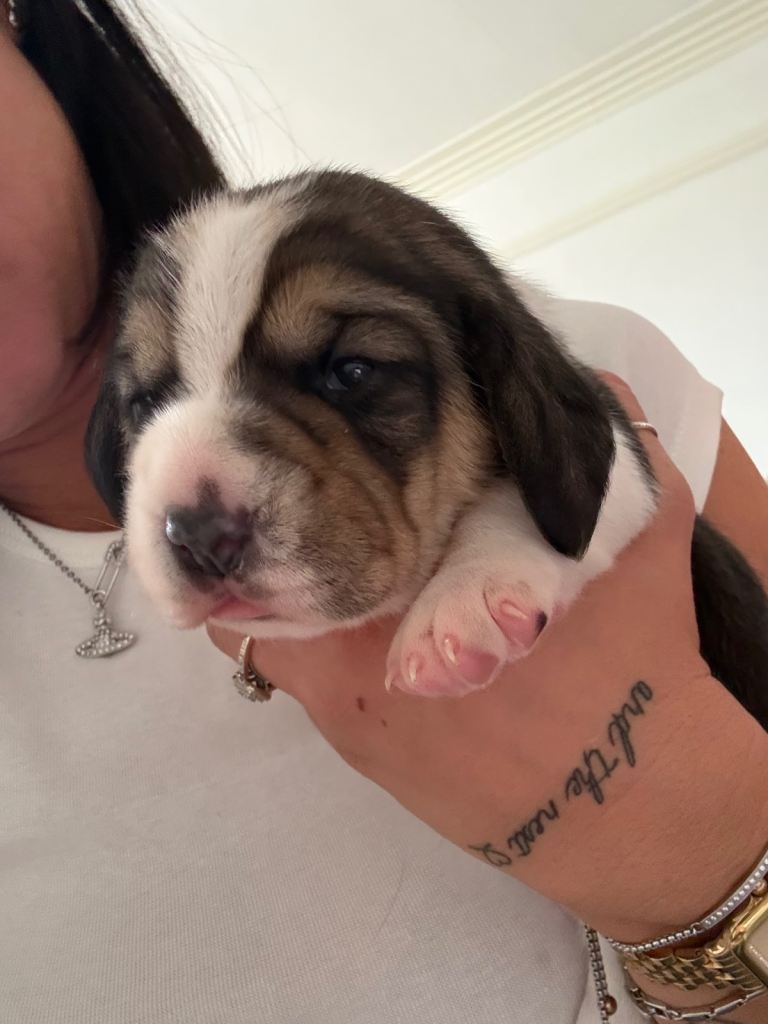 Beagle puppy (Girl)