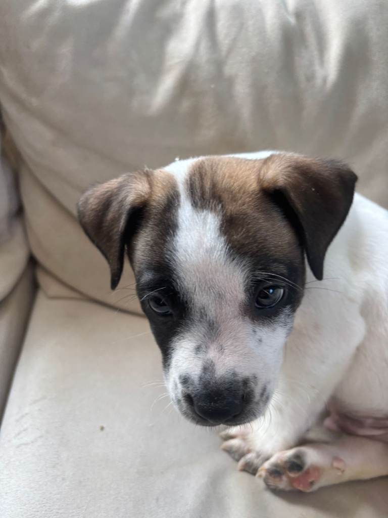 Staffy/Lurcher Cross