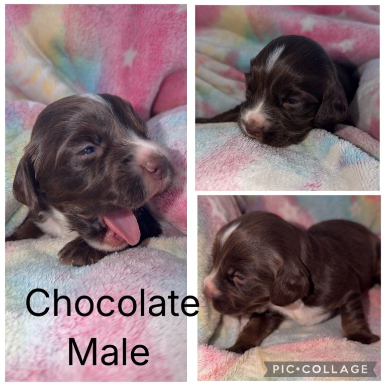 Cocker Spaniel Puppies 