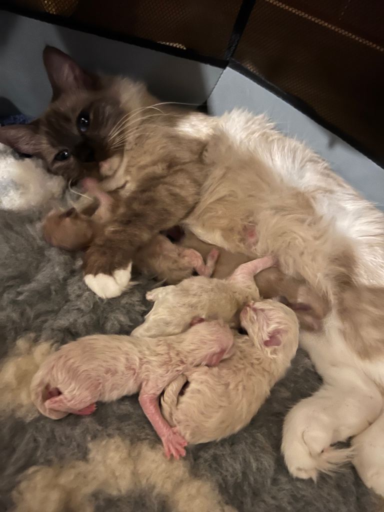Tica registered rare ragdoll kittens 