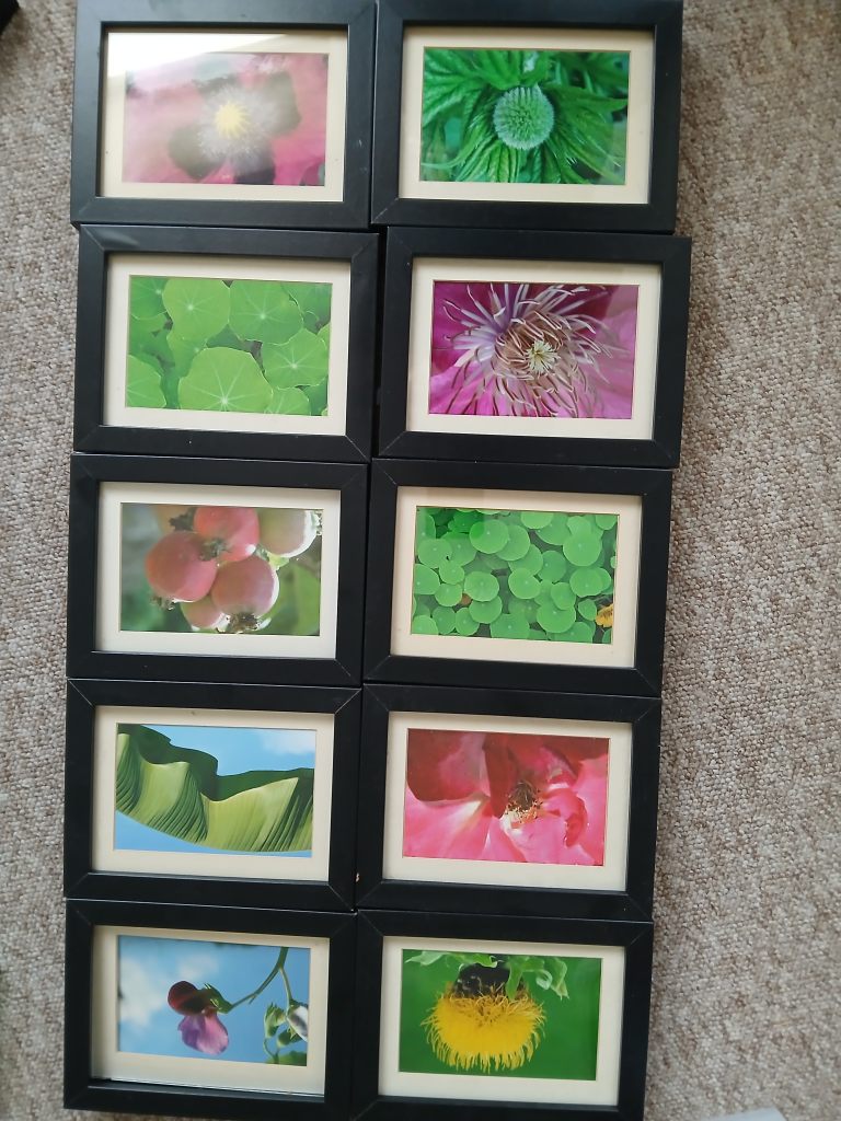 10 assorted Framed flower photos