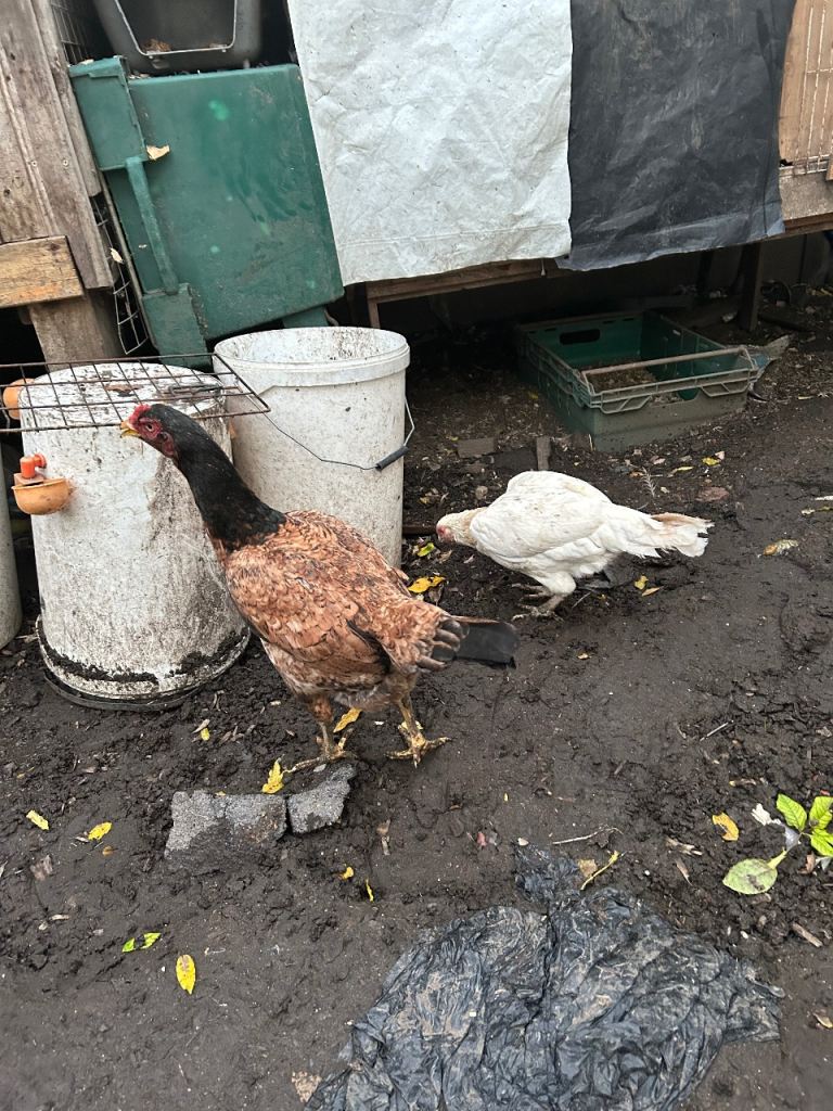 Aseel Rooster, hens and Pullets for sale