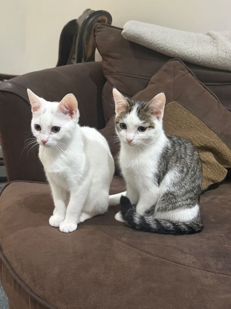 Kitten 
